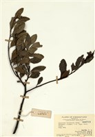 藏品(寄生藤)的圖片